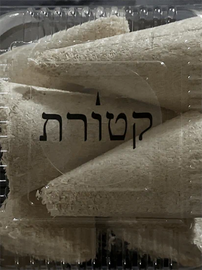 בנזואין וניל שביעיה L